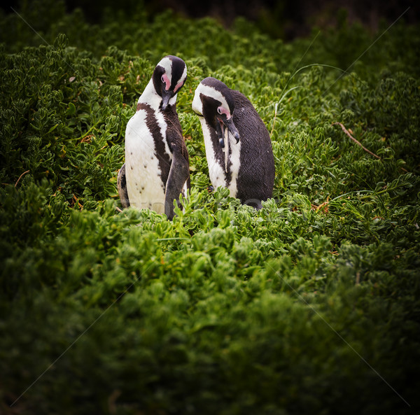 Africano pinguim casal África do Sul Foto stock © THP