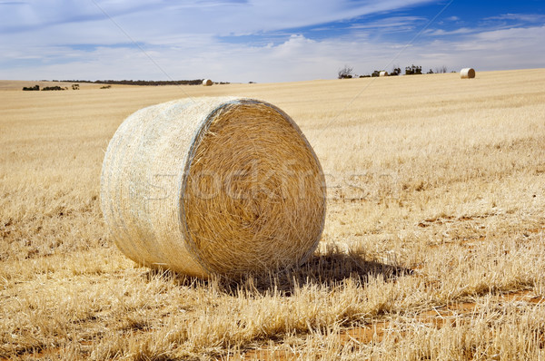 Harvest Stock photo © THP