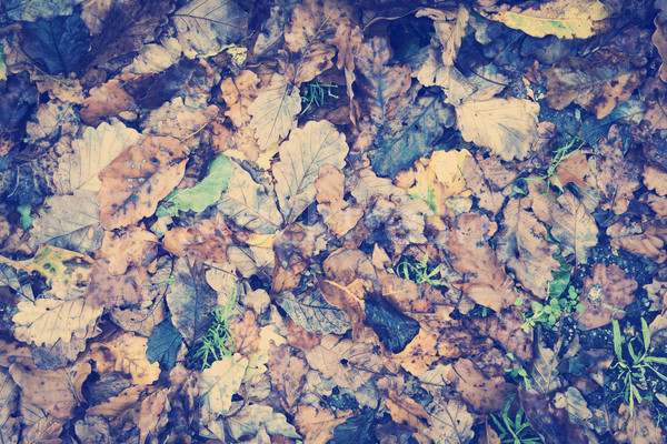 Vintage Autumn Leaves Stock photo © THP