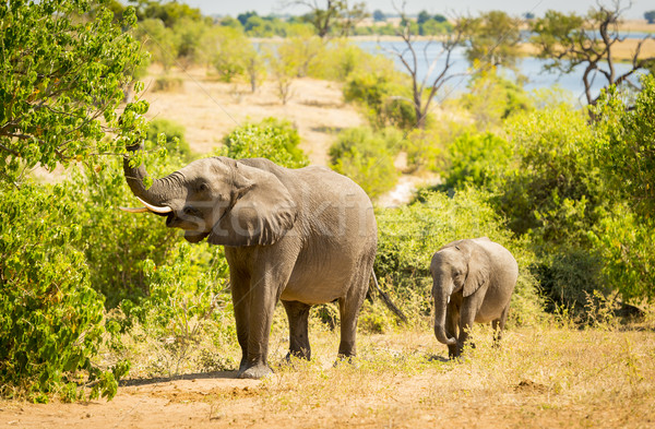Baby Elephant in Africa Stock photo © THP
