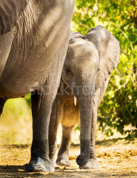 Baby Elephant Standing With Mother Stock photo © THP