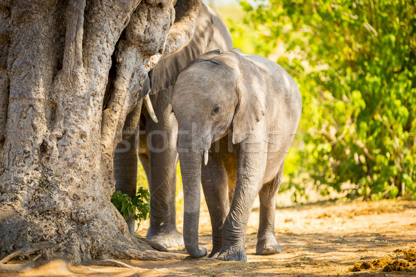Elephant Calf With Elephant Herd Stock photo © THP