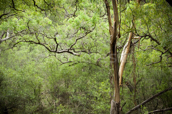 Forestales espectacular denso exuberante naturaleza paisaje Foto stock © THP