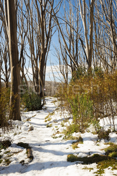 Schnee Bäume nackt decken Baum Stock foto © THP