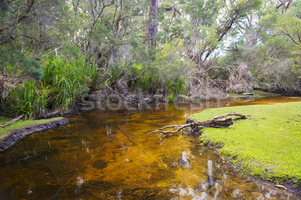 Fresh Water Creek Stock photo © THP