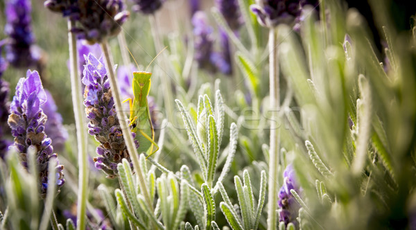 Imádkozik sáska rovar ül levendula bokor Stock fotó © THP