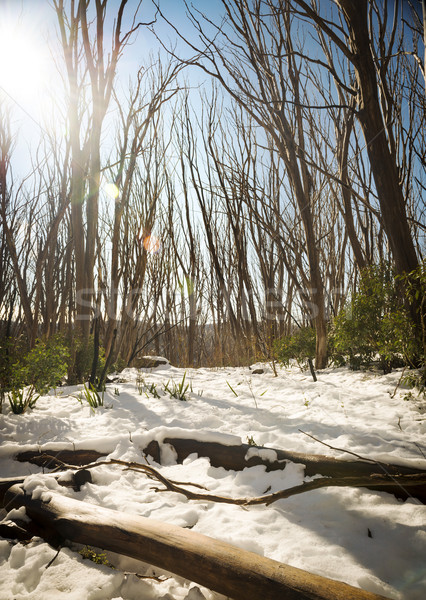 Snow Trees Stock photo © THP