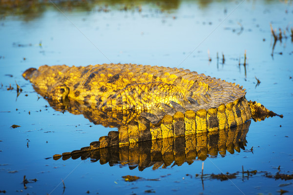 Alligator on Chobe River Stock photo © THP