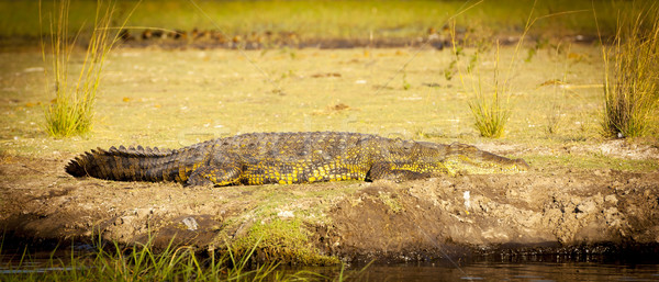 Alligator On River Bank Stock photo © THP