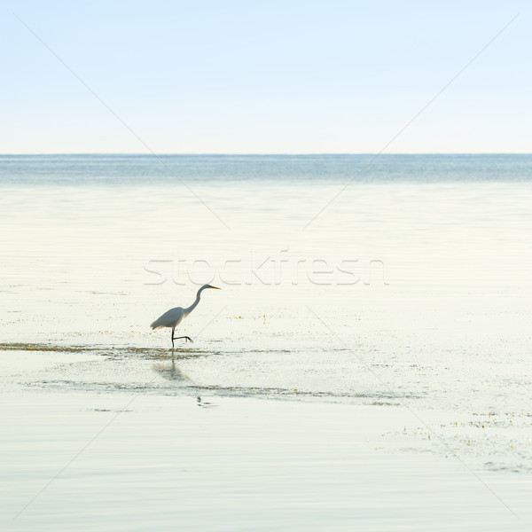 Egret In Tranquil Waters Stock photo © THP