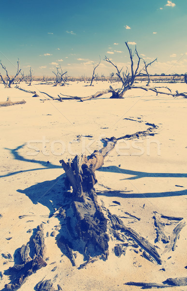 Zmiany klimatyczne martwe drzewa soli jezioro Zdjęcia stock © THP