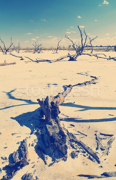 Climate Change Stock photo © THP