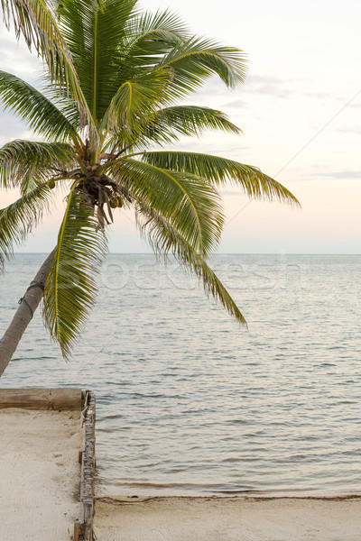 Palm Tree On Tropical Beach Stock photo © THP