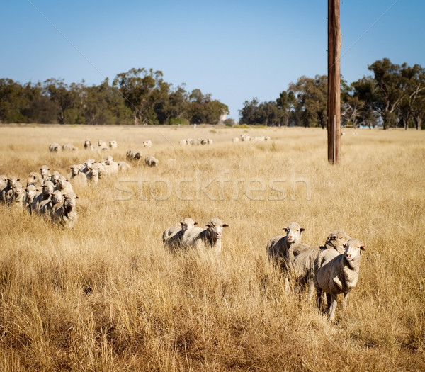 Australian Sheep Stock photo © THP
