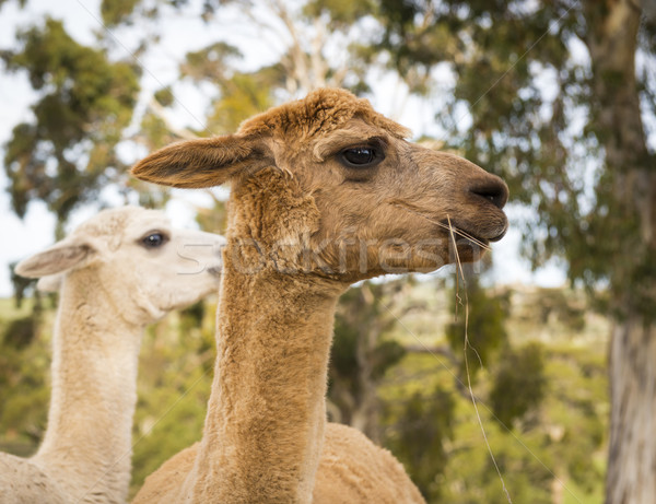 Alpaca farm mangiare panorama campo Foto d'archivio © THP