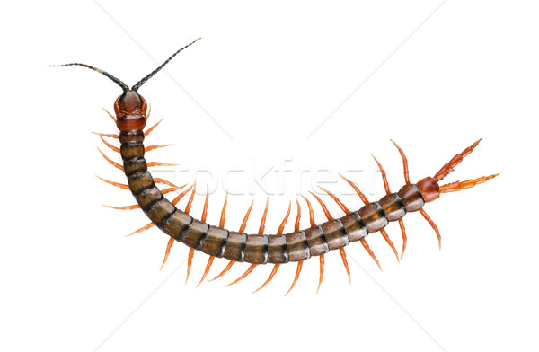 Centipede Isolated Stock photo © THP
