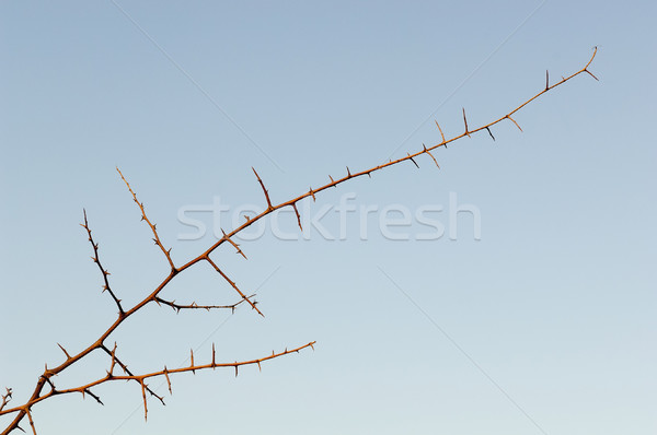 Stock foto: Baum · Botswana · Afrika · blauer · Himmel
