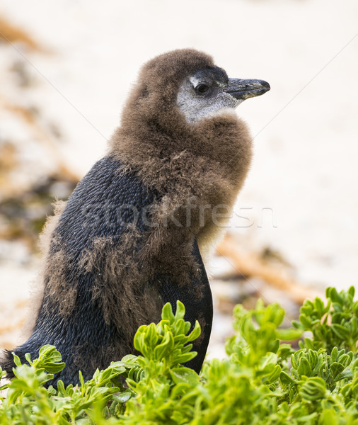 Moulting Juvenile African Penguin Stock photo © THP