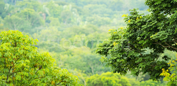 Stock foto: Grünen · Dschungel · Mexiko · Ansicht · Bäume · Kopie · Raum