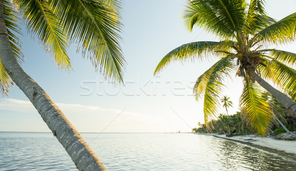 Caribbean Beach Belize Stock photo © THP