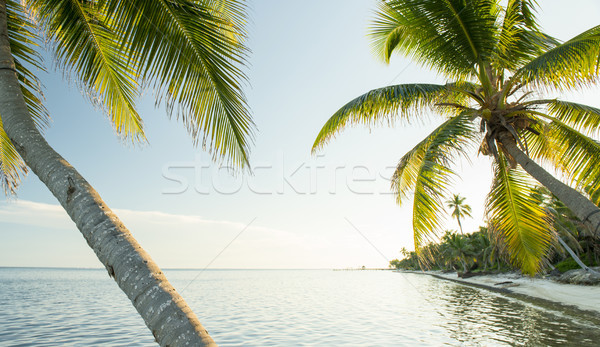 Caribbean strand Belize tropische bestemming water Stockfoto © THP