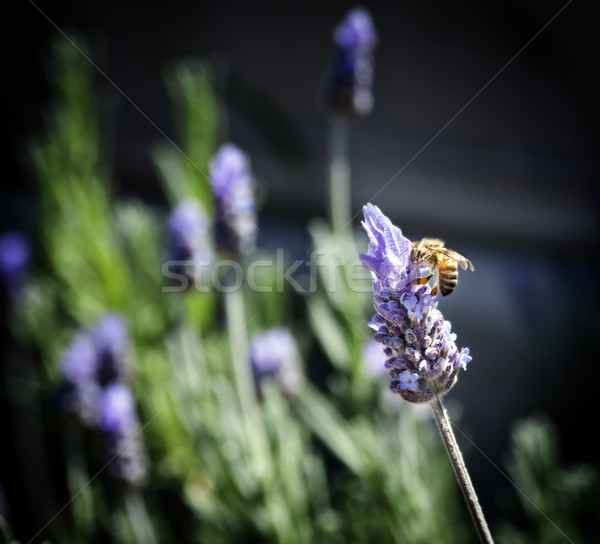 Bee on Lavender Stock photo © THP