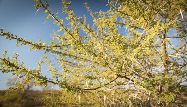 Acacia Tree Thorns Stock photo © THP