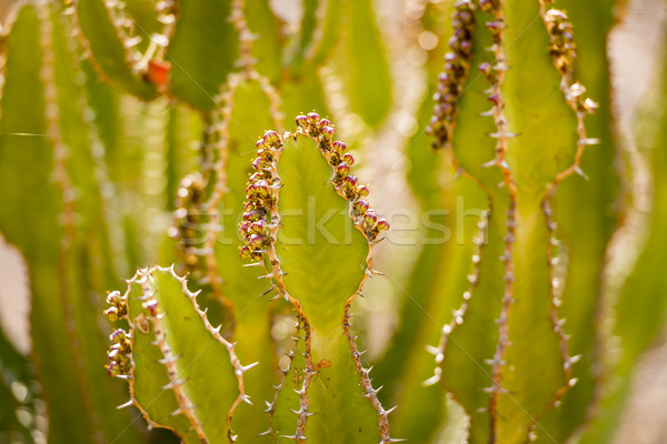 Pustyni Kaktus szczegół drzewo Zdjęcia stock © THP