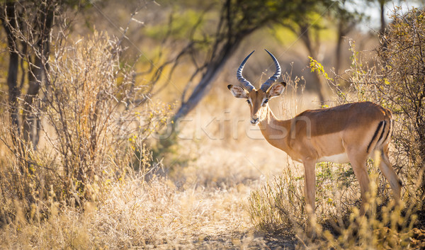 Stock photo: Impala Africa