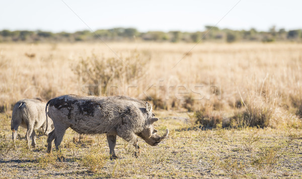 Warthog Stock photo © THP