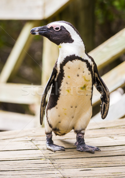 African Penguin On Boardwalk Stock photo © THP