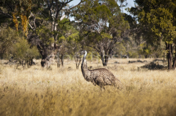 Wild Emu Stock photo © THP