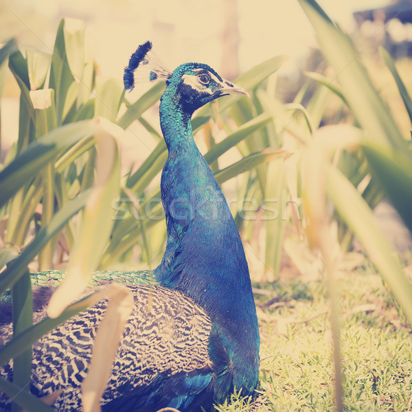 Peacock Stock photo © THP