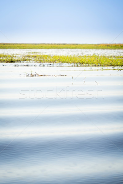Chobe River Stock photo © THP