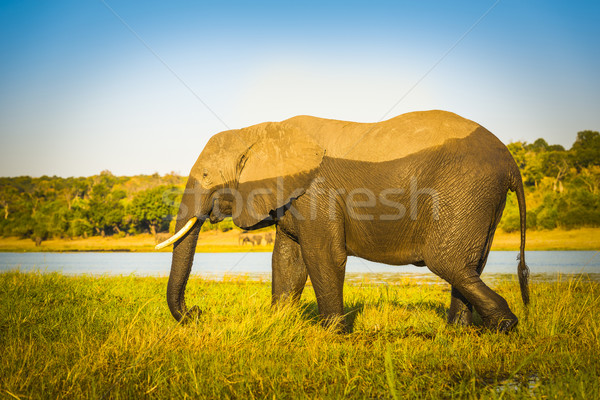 Elephant With Water Mark Stock photo © THP