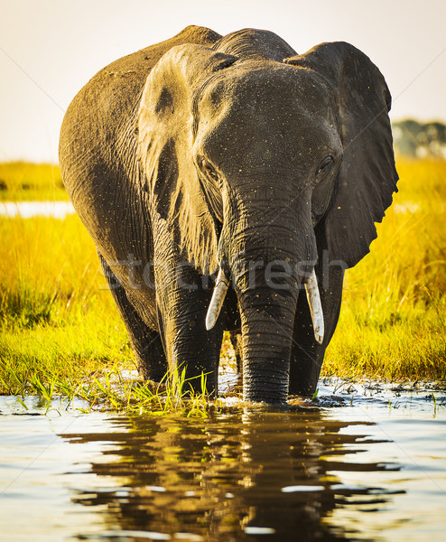 Elephant With Water Spray Stock photo © THP
