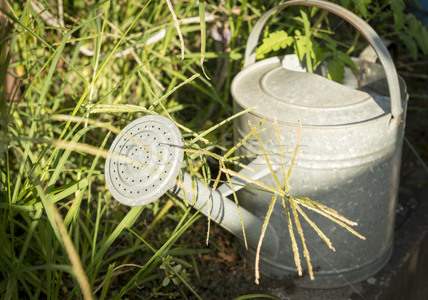 лейка старые олово сидят саду Сток-фото © THP