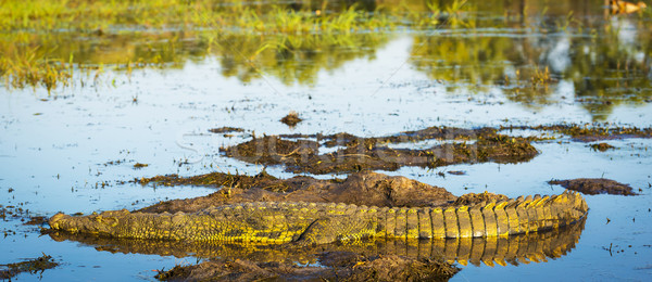 Stock photo: Alligator