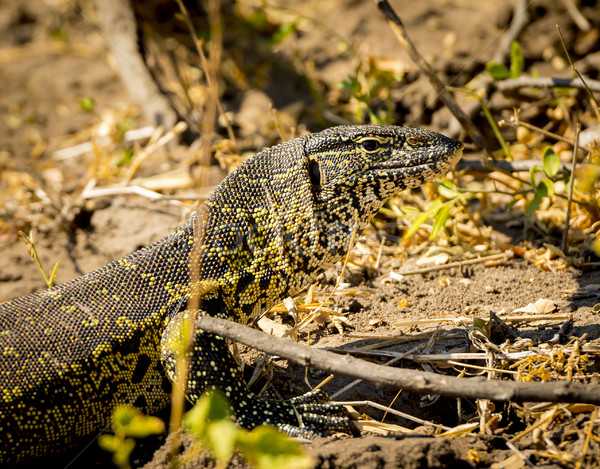 Stockfoto: Monitor · hagedis · park · Botswana · afrika · water