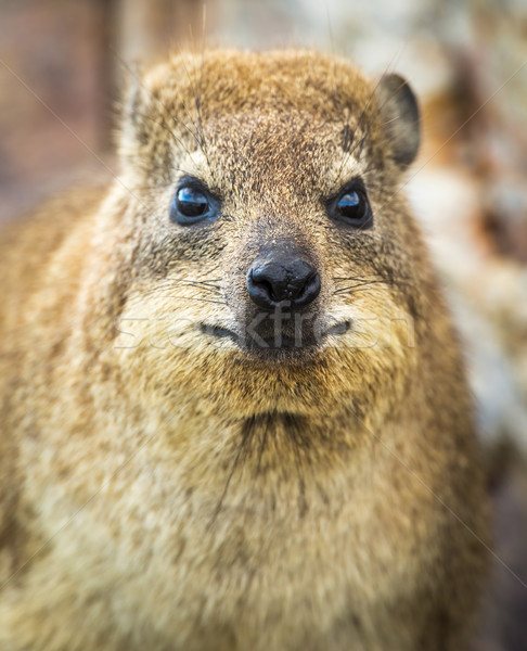 岩 獾 南非 動物 岩 西 商業照片 © THP