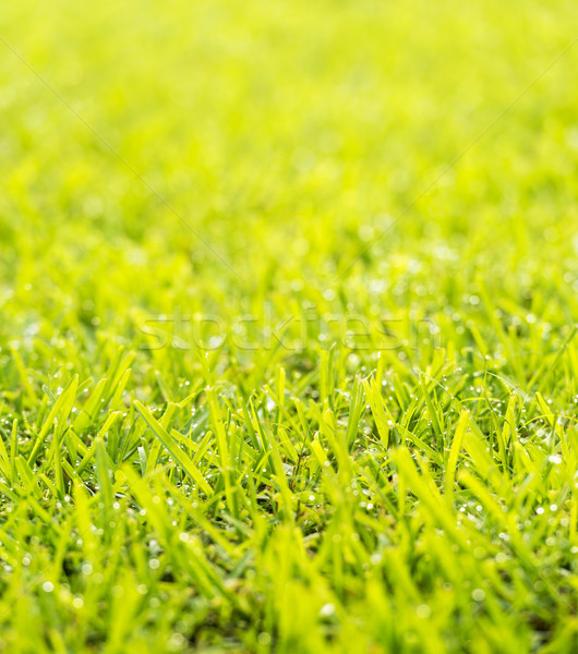 Prato rugiada gocce erba verde fresche mattina Foto d'archivio © THP