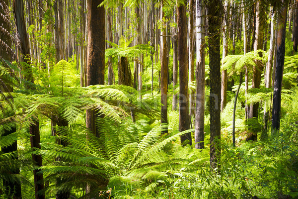 Fern Forest Stock photo © THP