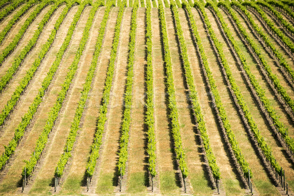 Stockfoto: Druif · wijnstokken · rijke · trillend · groene · uit