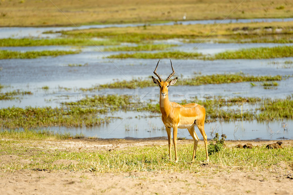 Impala on Chobe River Botswana Stock photo © THP