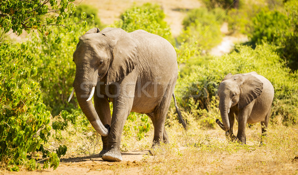 Baby Elephant in Africa Stock photo © THP