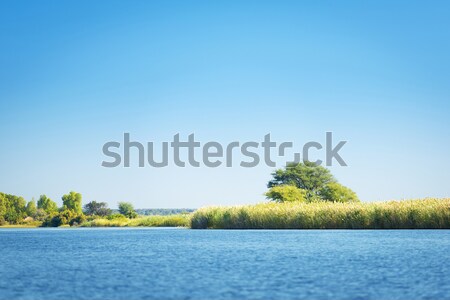 Chobe River Stock photo © THP