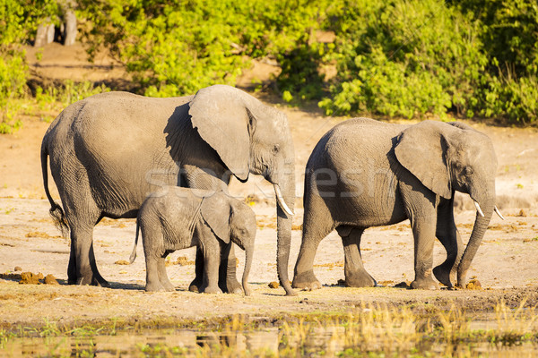 Elephant Herd At Rivers Edge Stock photo © THP