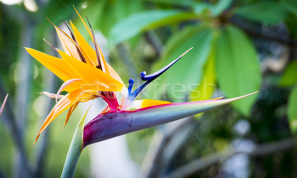 Aves paraíso planta completo florecer tropicales Foto stock © THP