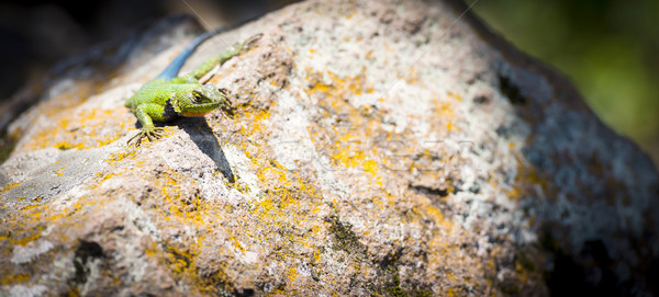 şopârlă malachit şedinţei stâncă central America Imagine de stoc © THP