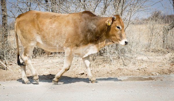 Botswana Rindfleisch Rinder ländlichen Afrika Landschaft Stock foto © THP